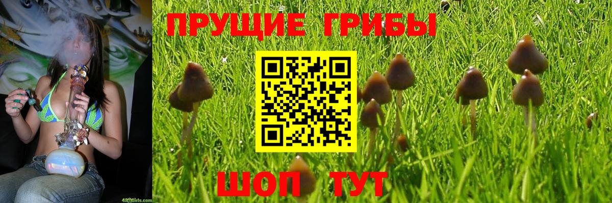 что такое наркотик  Вход с VPN  Горно-Алтайск  Псилоцибиновые грибы мицелий 